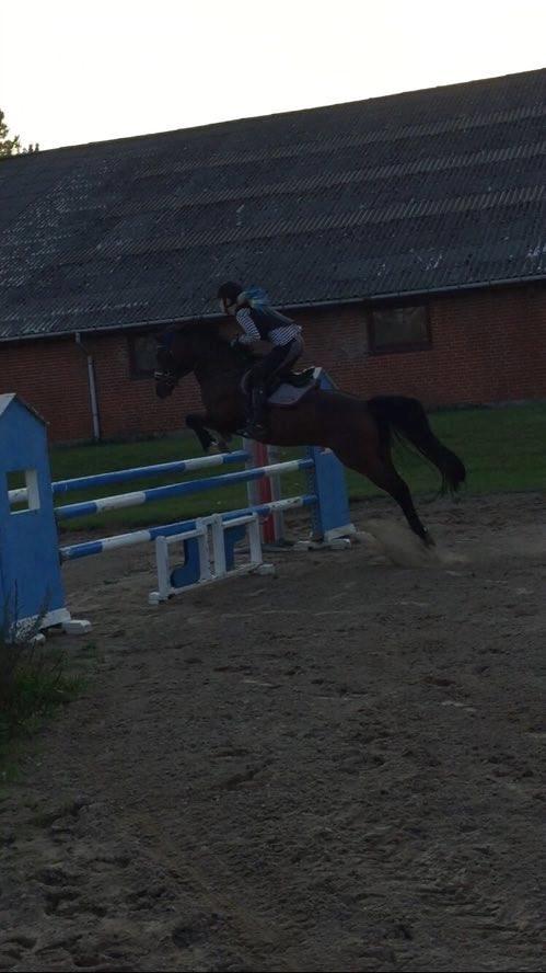 DSP Nørlunds kentucky billede 24