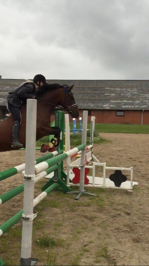 DSP Nørlunds kentucky billede 25