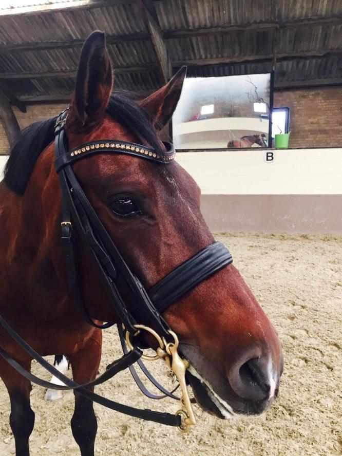 DSP Nørlunds kentucky billede 26