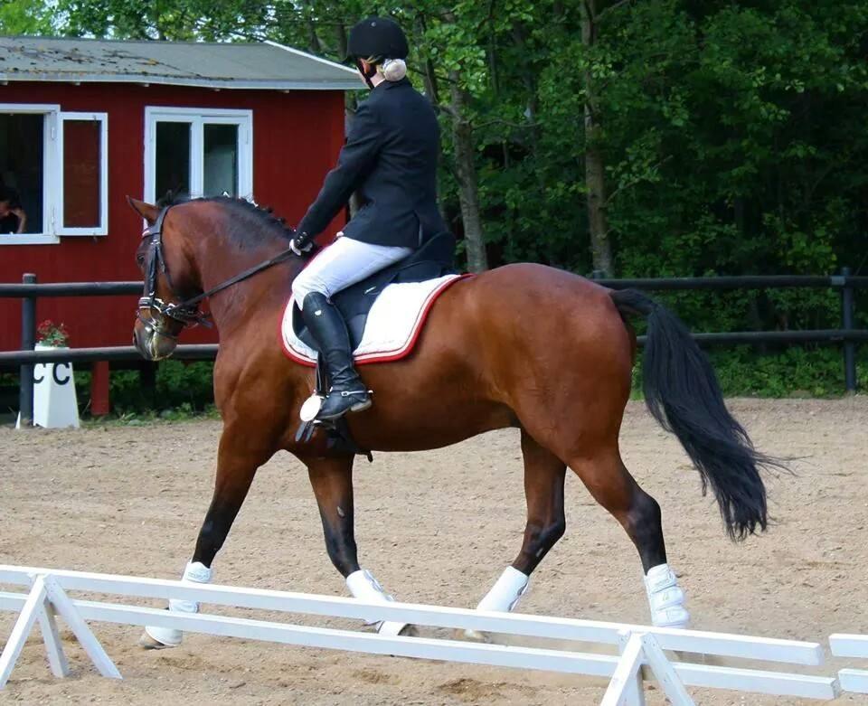 DSP Nørlunds kentucky billede 29