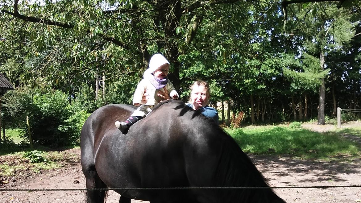 Norsk Døle Vedel´s Linsi billede 14