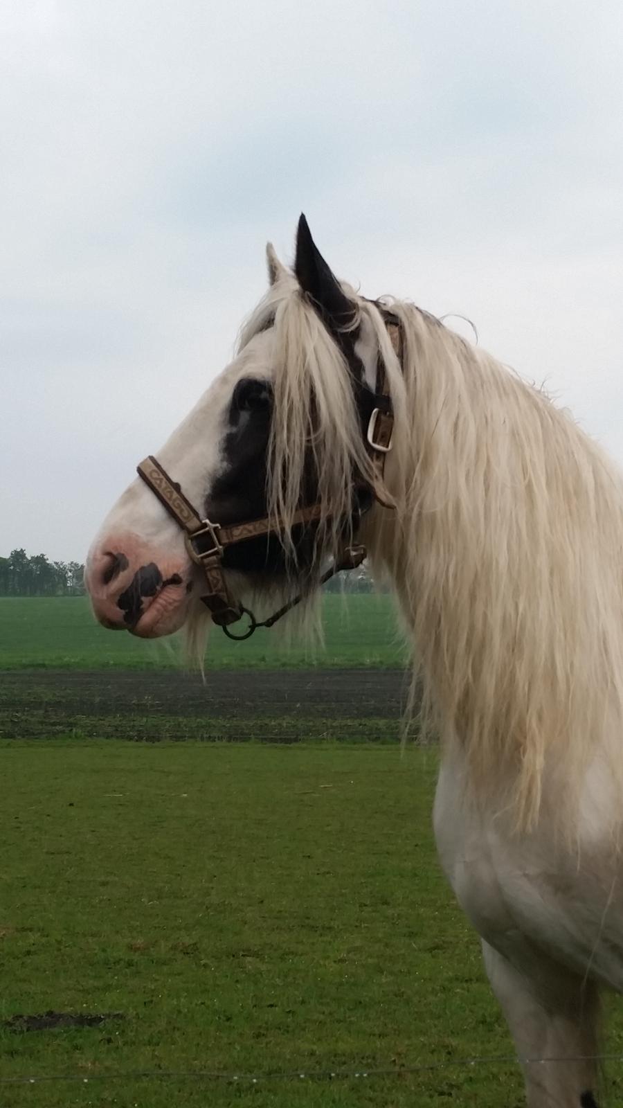 Irish Cob klittens marona "tidligere hest" billede 1