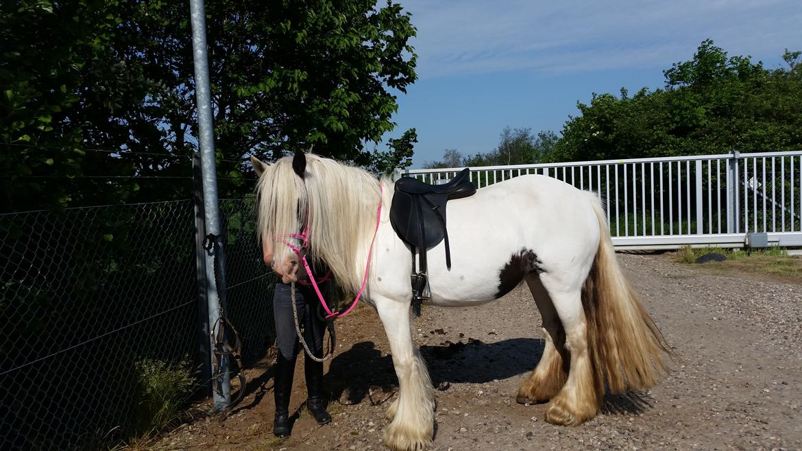 Irish Cob klittens marona "tidligere hest" billede 2