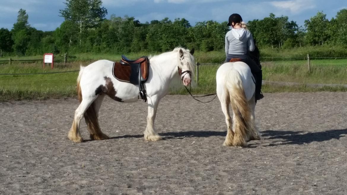 Irish Cob klittens marona "tidligere hest" billede 3