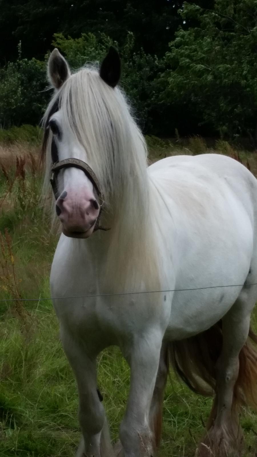 Irish Cob klittens marona "tidligere hest" billede 4