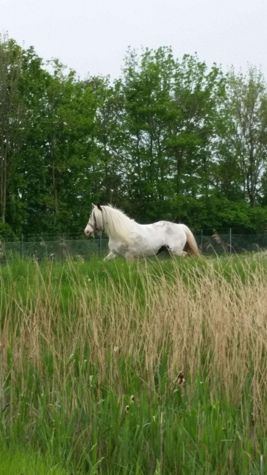 Irish Cob klittens marona "tidligere hest" billede 5