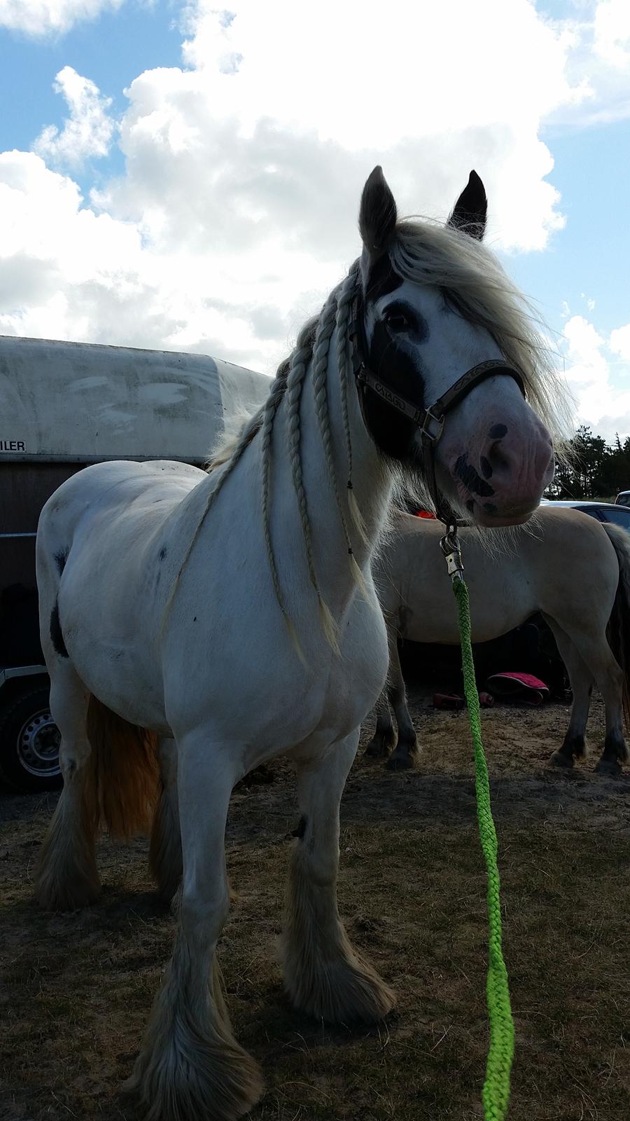 Irish Cob klittens marona "tidligere hest" billede 6