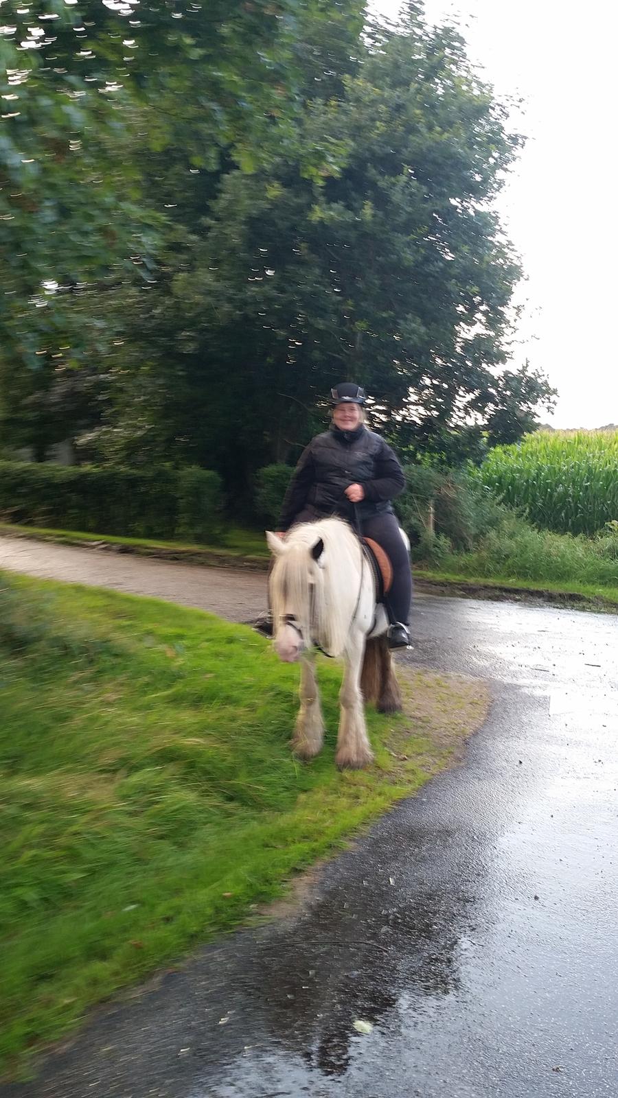 Irish Cob klittens marona "tidligere hest" billede 7