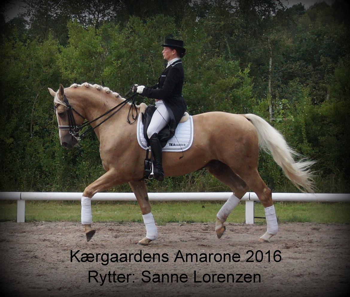 Palomino Kærgaardens Amarone billede 8