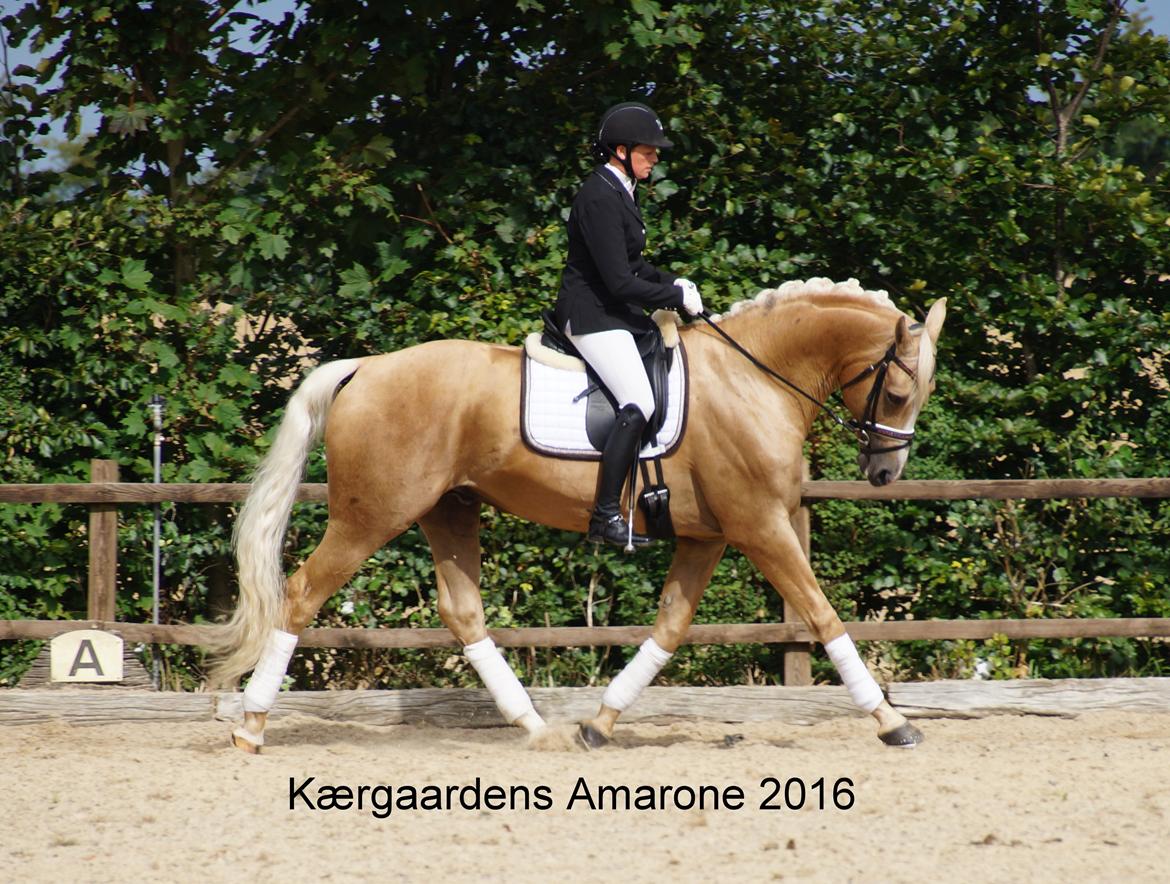 Palomino Kærgaardens Amarone billede 7