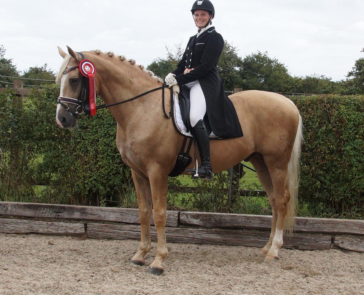 Palomino Kærgaardens Amarone billede 9