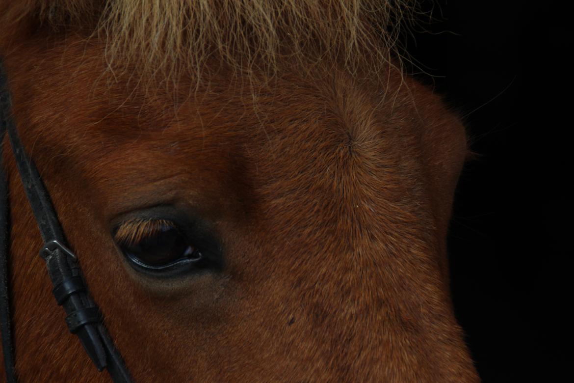 Islænder Röskva fra Dejbjerg - 18.09.2016 billede 8