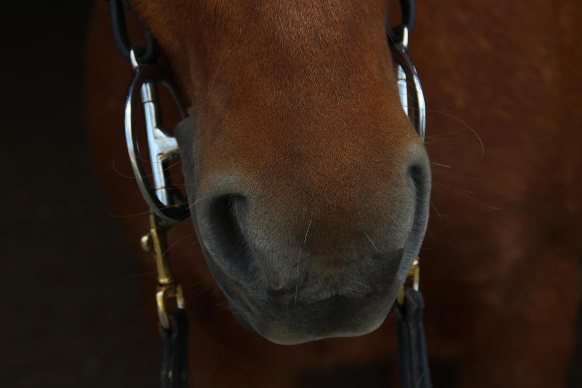 Islænder Röskva fra Dejbjerg - 18.09.2016 billede 9