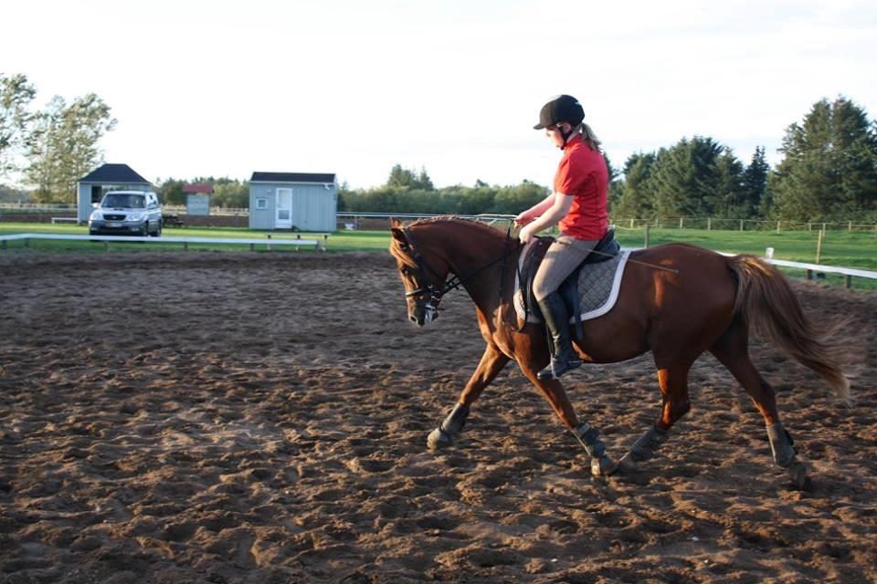 Anden særlig race Elena billede 7