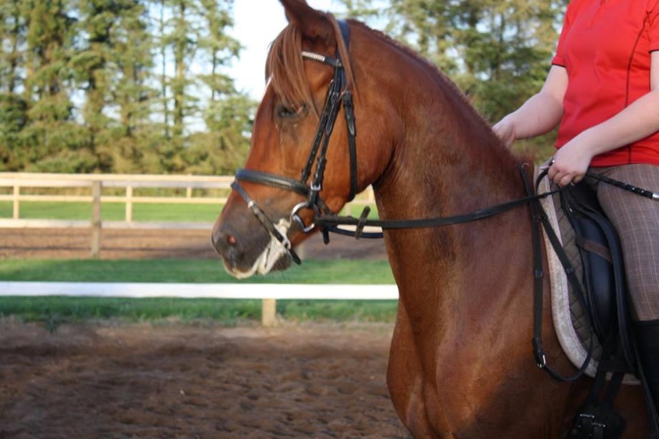 Anden særlig race Elena billede 1