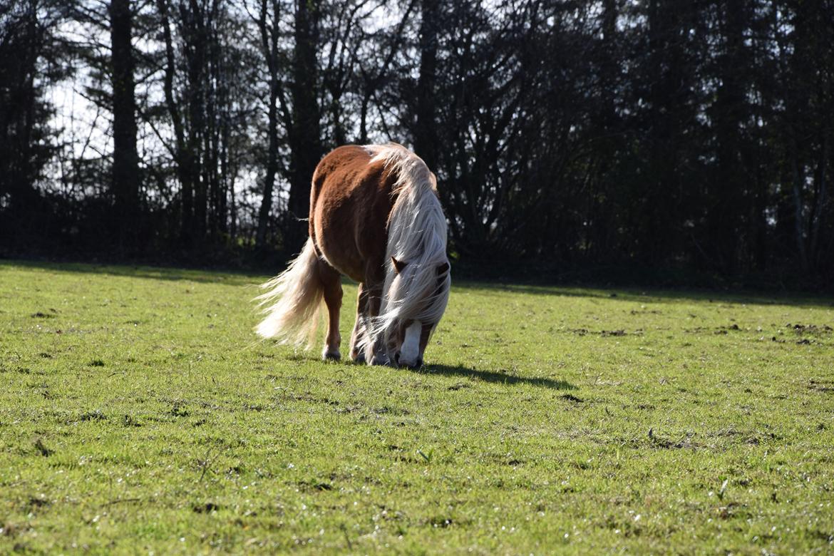 Shetlænder Krabbes sally billede 1