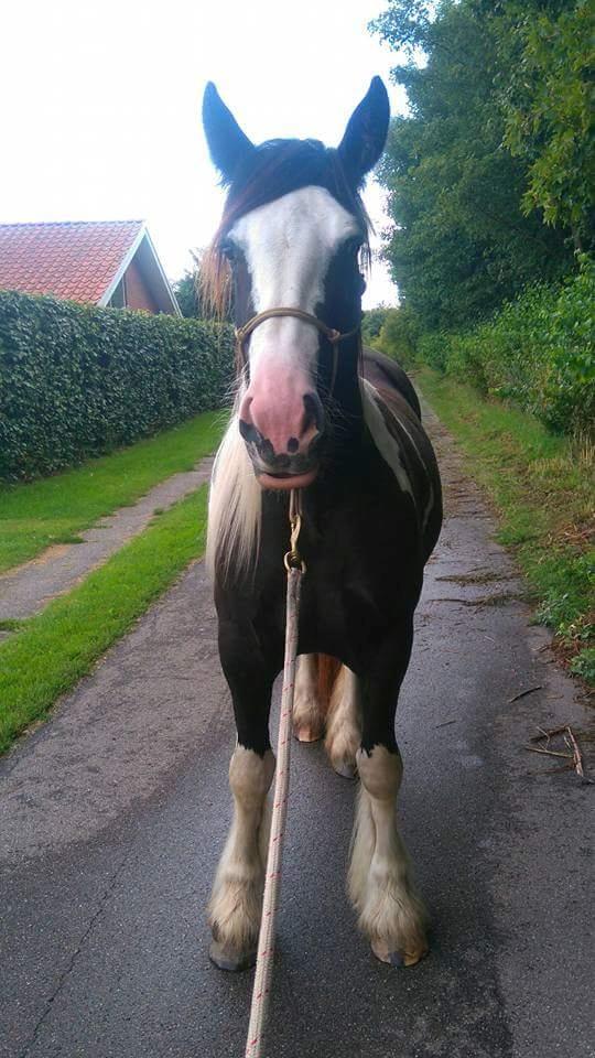 Irish Cob Mary's Prinsess by Lovecob - På tur med hængemulen 🤣 billede 3