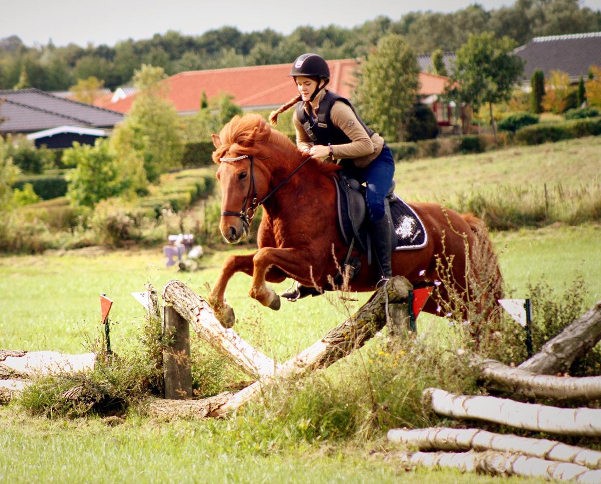 Islænder Kiljan fra Vindbyholt billede 1