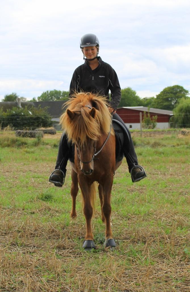 Islænder Glóblesa fra Stald Hovslag - Gloá 5 år gammel. billede 24