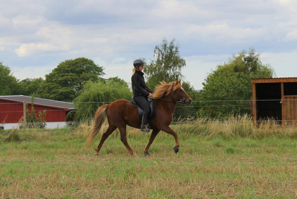 Islænder Glóblesa fra Stald Hovslag - Gloá 5 år gammel. billede 26