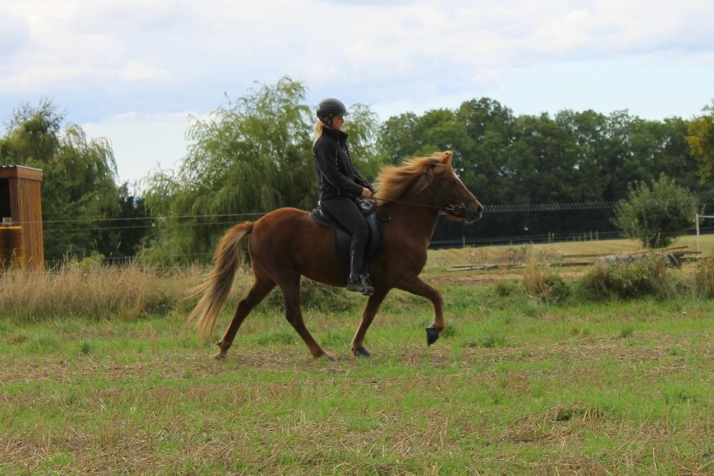 Islænder Glóblesa fra Stald Hovslag billede 13