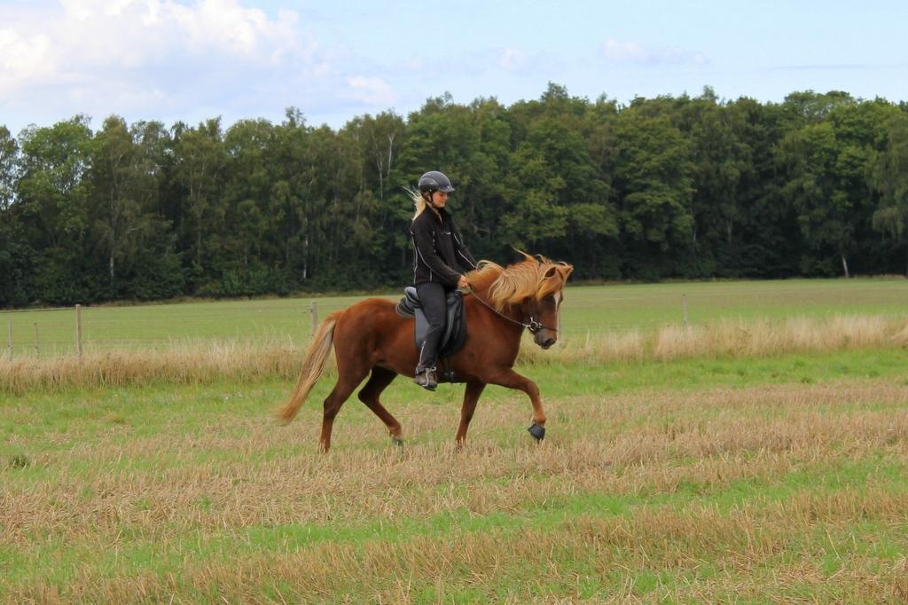 Islænder Glóblesa fra Stald Hovslag - Gloá 5 år gammel. billede 16