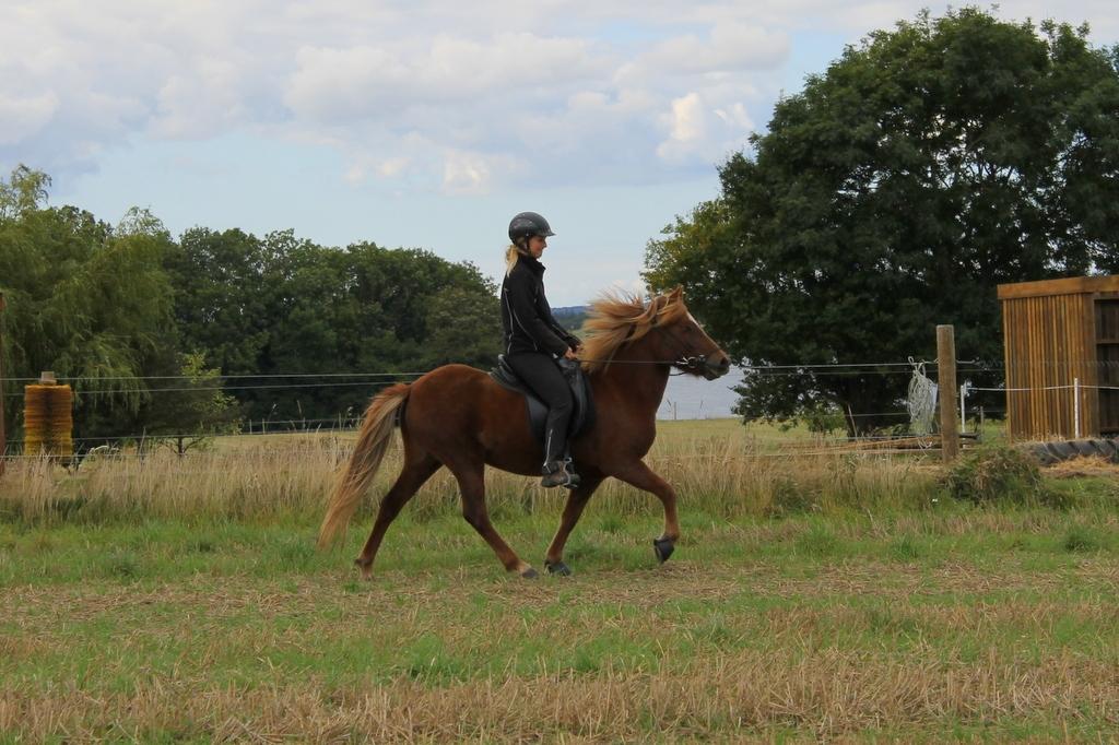 Islænder Glóblesa fra Stald Hovslag - Gloá 5 år gammel. billede 35
