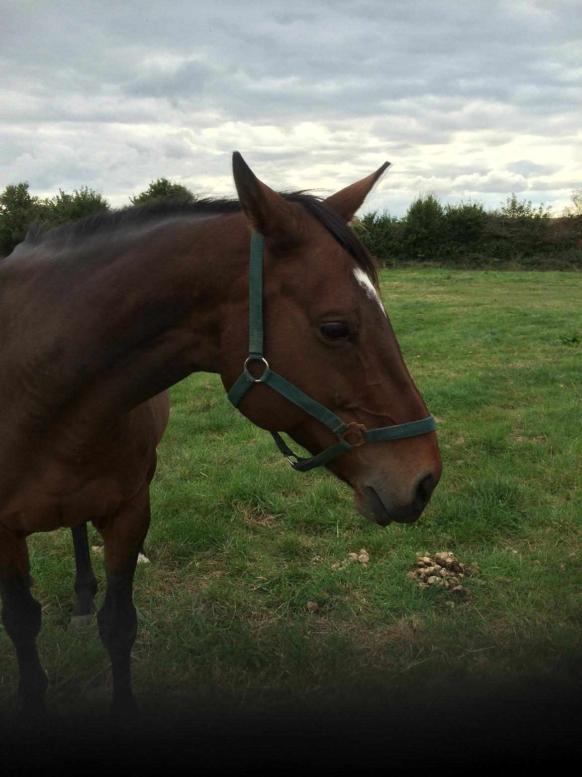 Dansk Varmblod Chanell (Gimpe)  billede 14