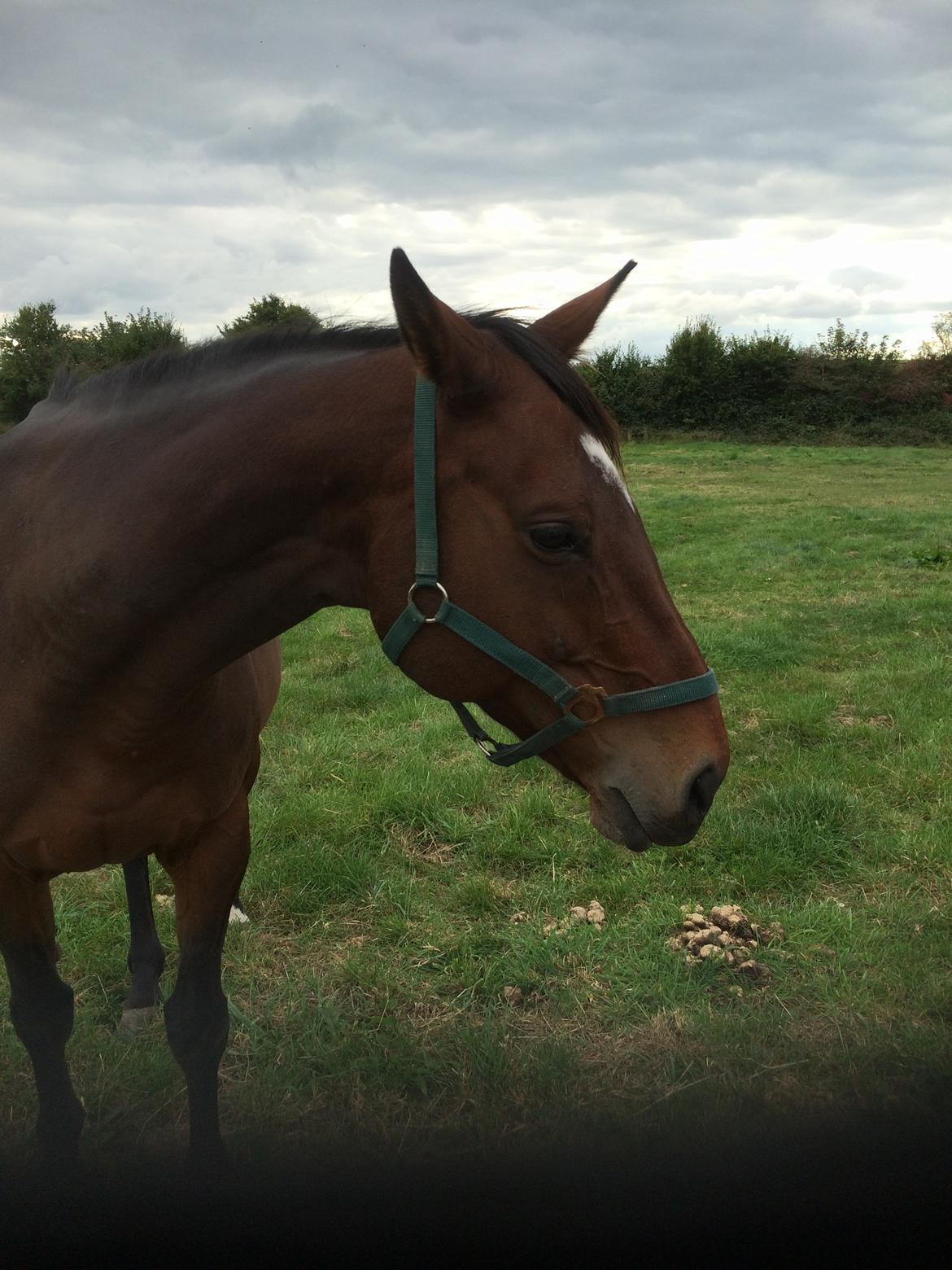 Dansk Varmblod Chanell (Gimpe)  billede 13