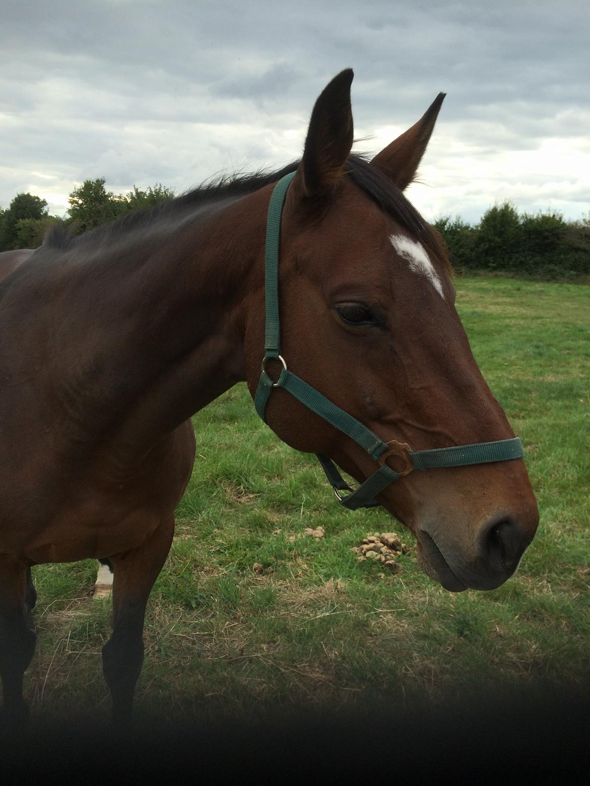 Dansk Varmblod Chanell (Gimpe)  billede 15