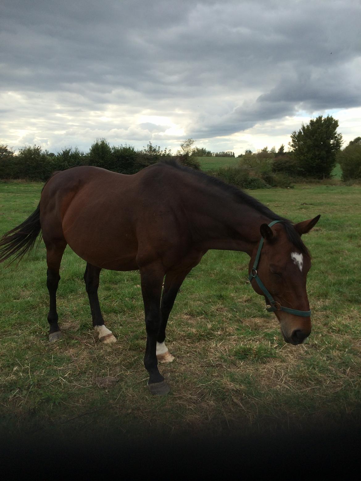 Dansk Varmblod Chanell (Gimpe)  billede 16