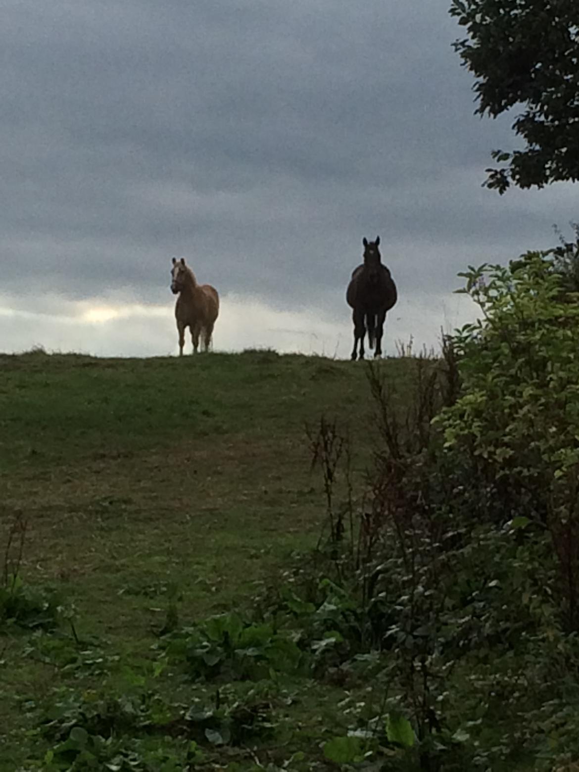 Dansk Varmblod Chanell (Gimpe)  billede 17