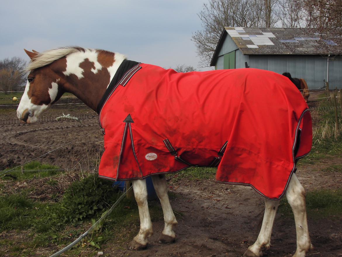Pinto Ducati billede 9