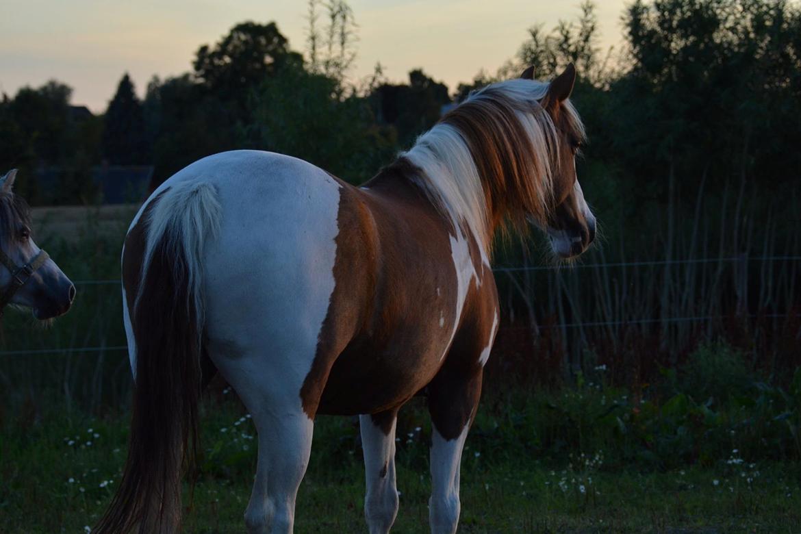 Pinto Ducati billede 18
