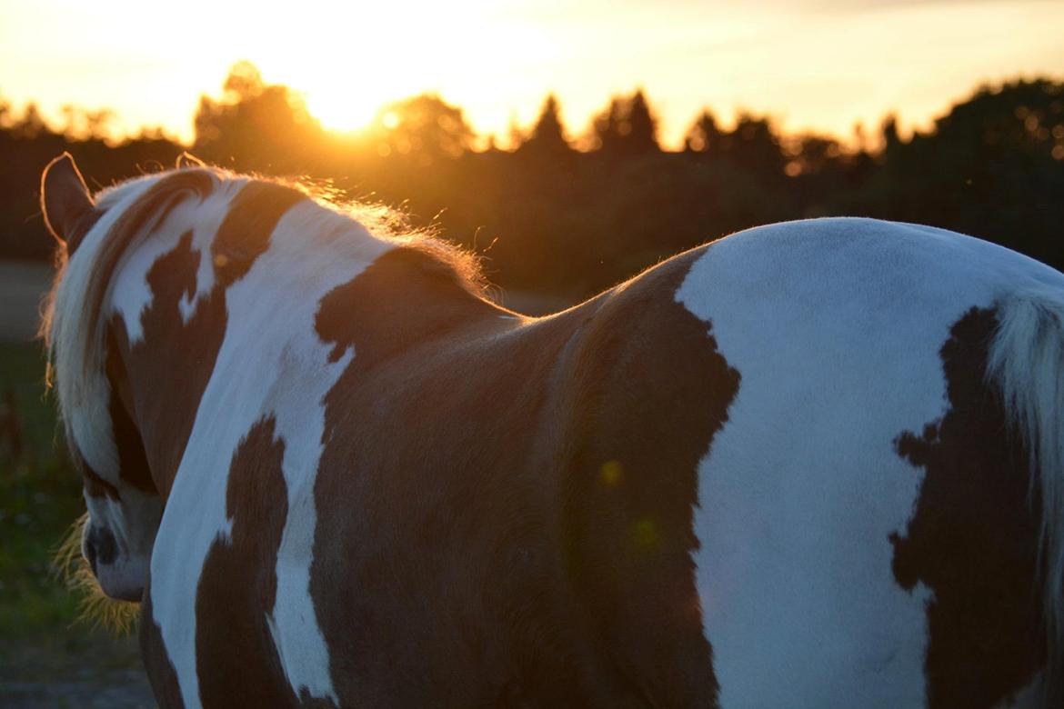Pinto Ducati billede 19