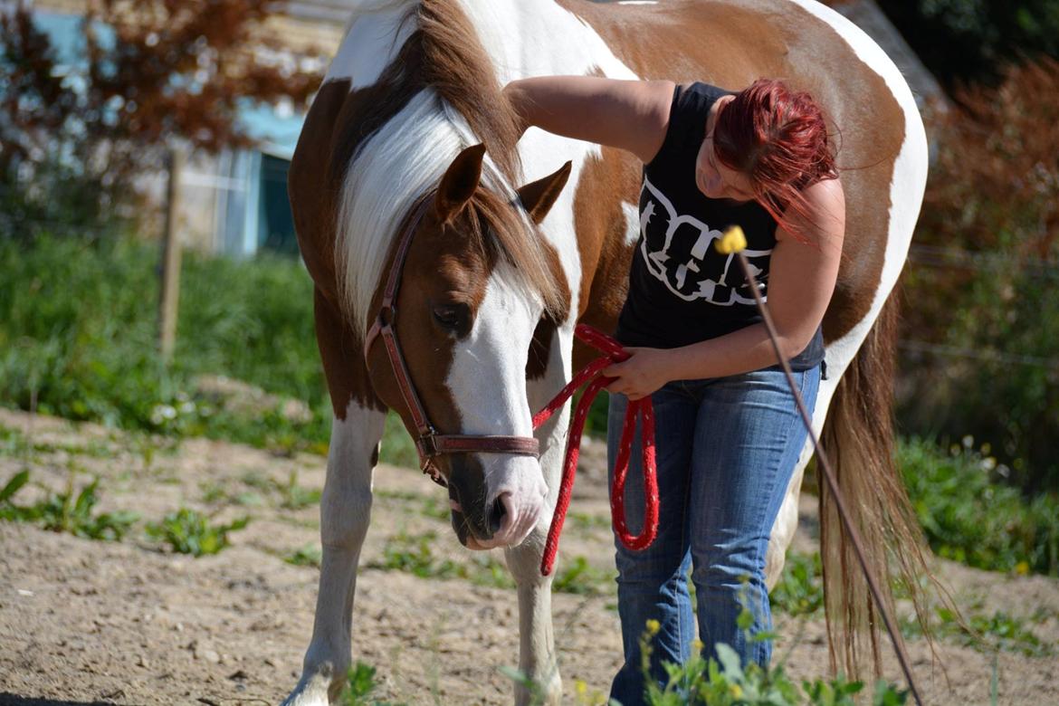 Pinto Ducati - Ridelejr ved Camilla Stormont 2016 :) billede 7