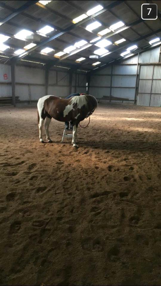 Pinto Ducati - Træning af indparkering :) billede 17