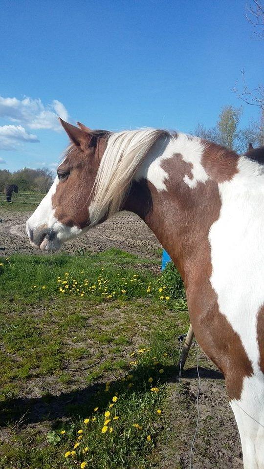 Pinto Ducati billede 10