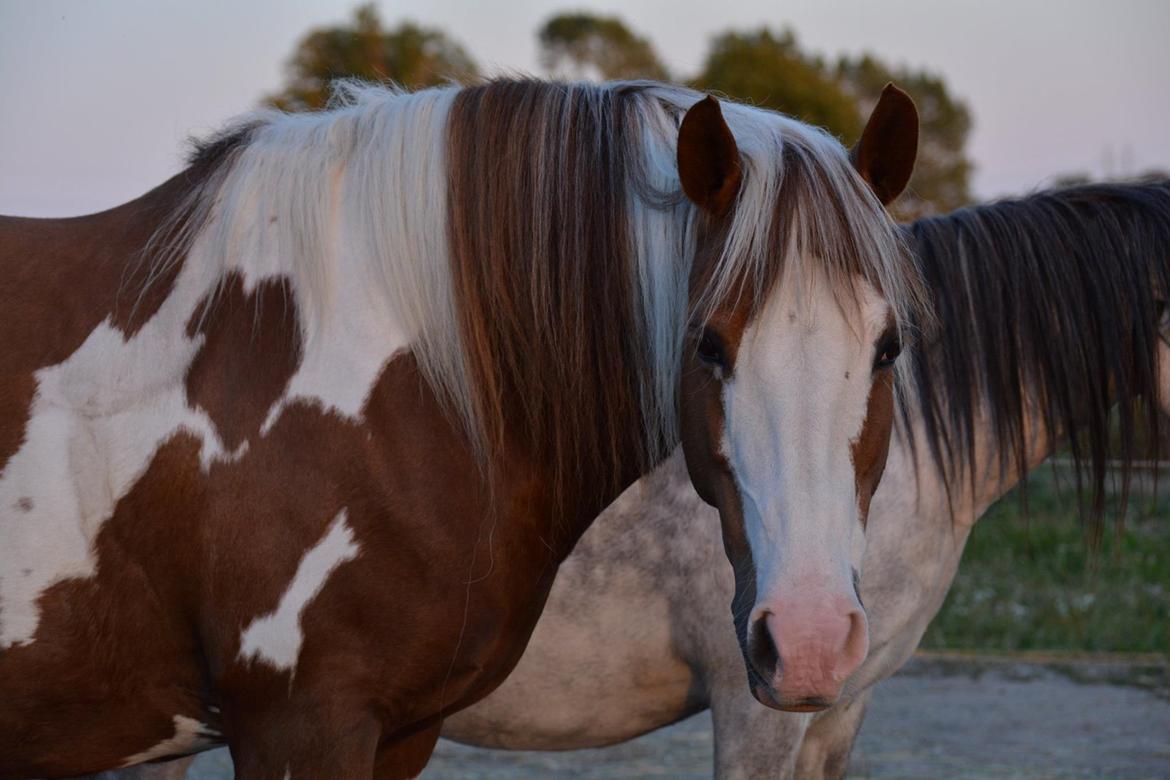 Pinto Ducati billede 11