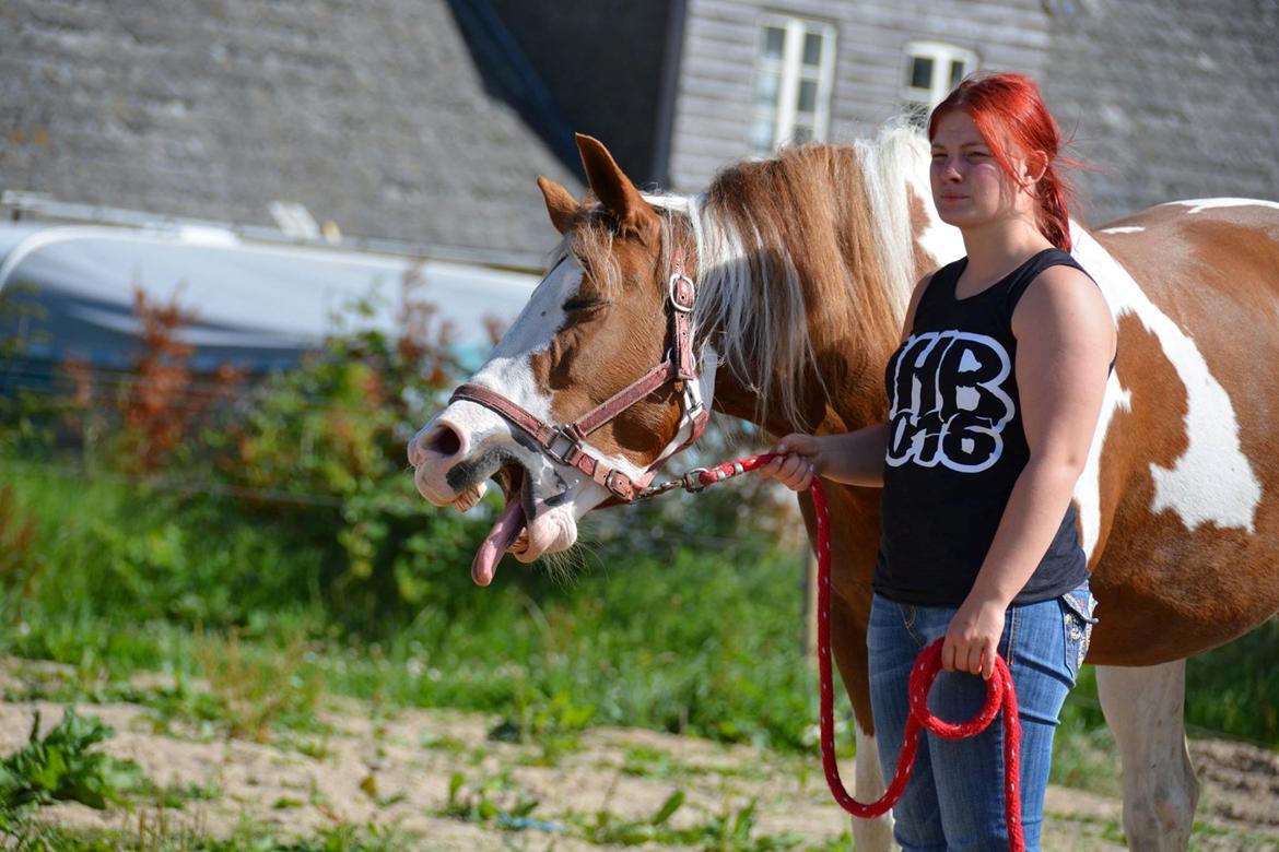 Pinto Ducati - Det charmerende Trætte par :D haha  billede 8