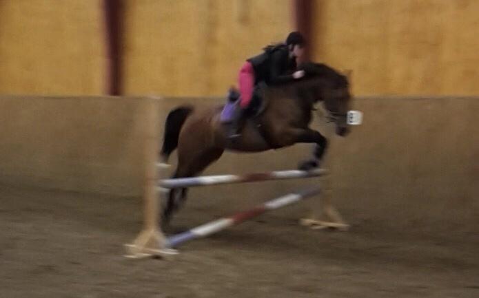 Polsk Varmblod Alvara billede 16