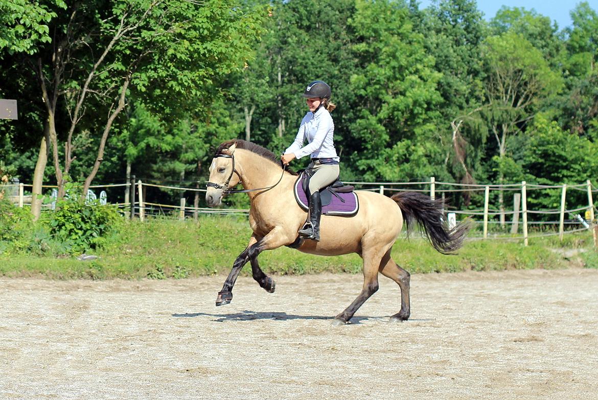 DSP Toojour (Tut) billede 4