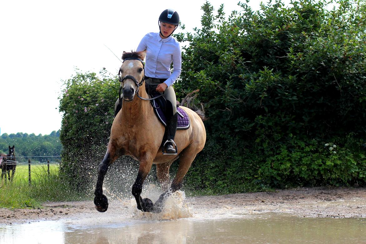 DSP Toojour (Tut) billede 3