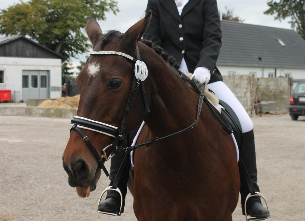 Oldenborg Ayla - She's is not just a horse. She is my therapist. Pride. Happiness. She is my bestfriend. billede 1