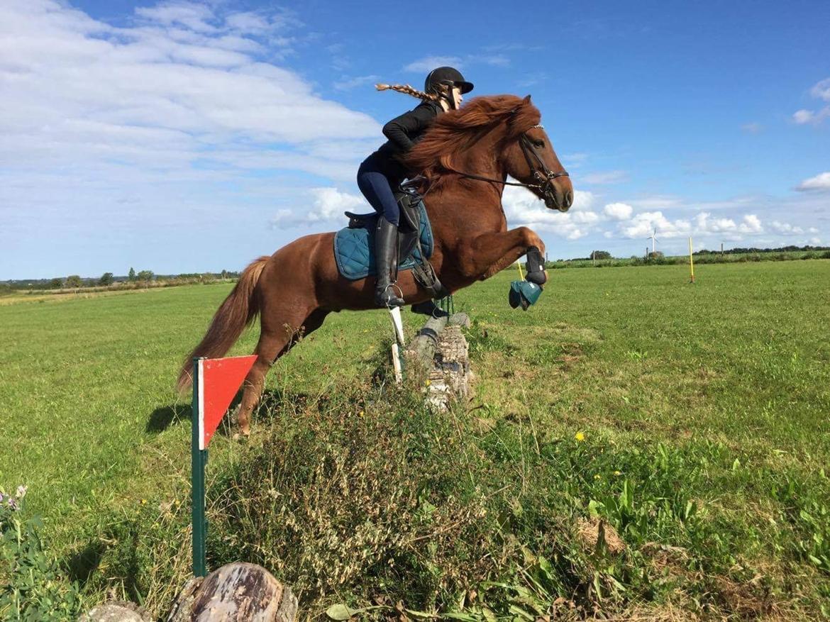Islænder Kiljan fra Vindbyholt billede 9