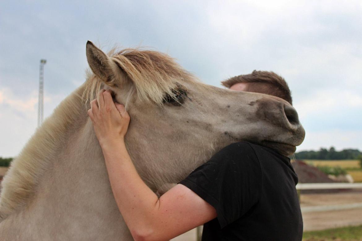 Fjordhest Melvejs gabbi billede 4