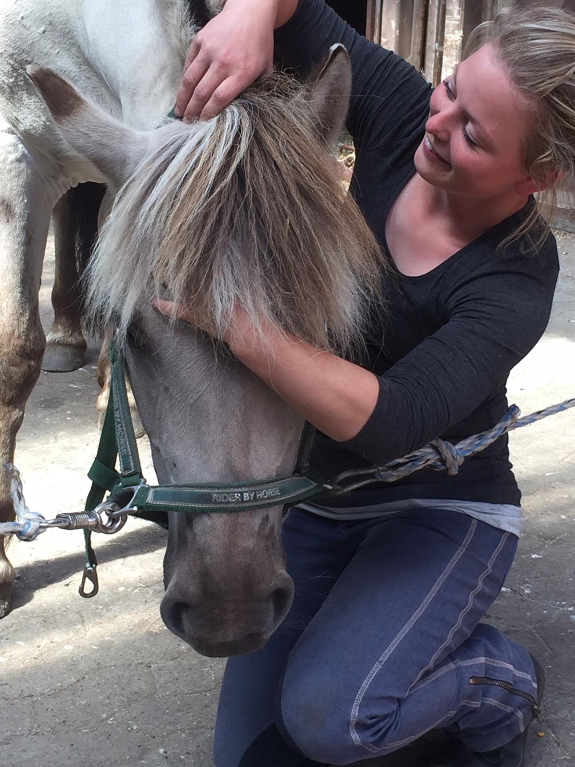 Fjordhest Melvejs gabbi billede 2