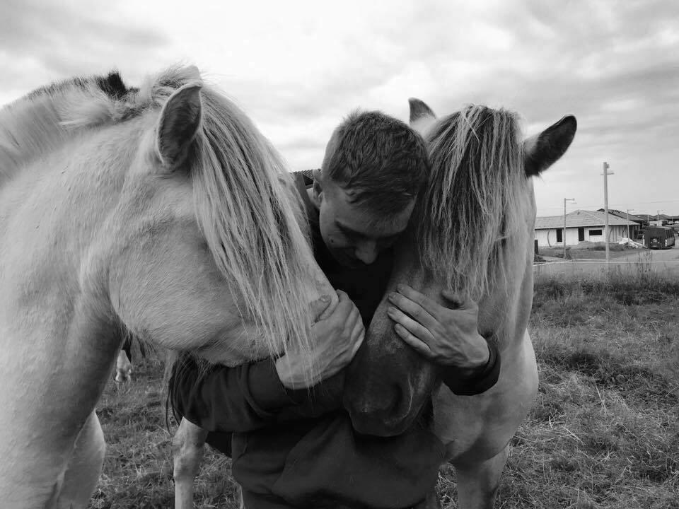 Fjordhest Melvejs gabbi billede 11