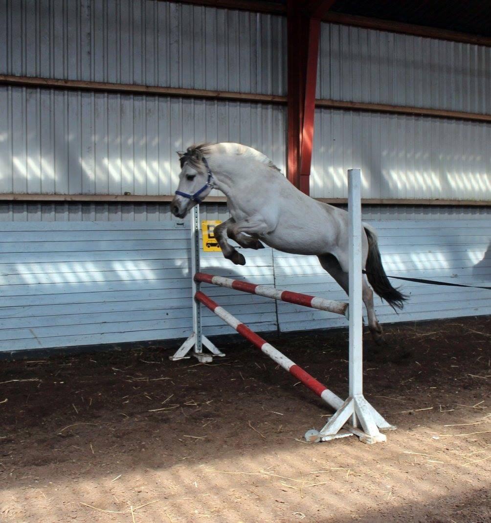 Fjordhest Melvejs gabbi billede 15