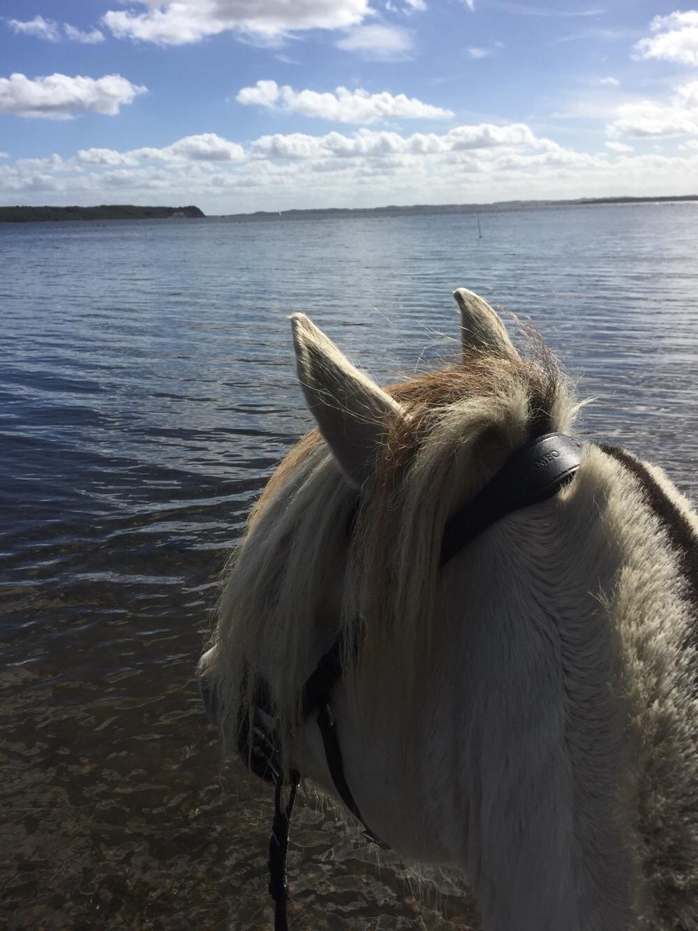 Fjordhest Kaja højmark billede 8